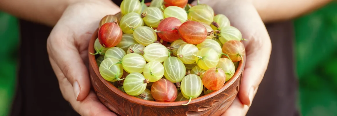 Hände halten Schale mit Stachelbeeren